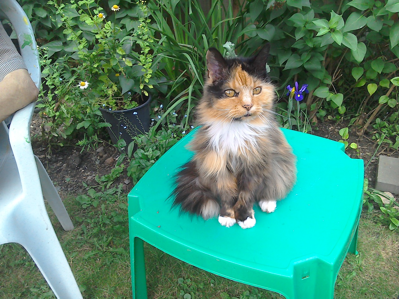 Fwd: Stephanie my dads 17 year old cat			
					</div><!-- .entry-content -->
		
		<footer>
		
		
		
					
					</footer><!-- .entry-meta -->
	</article><!-- #post -->
				
											
				
		
<hr class=