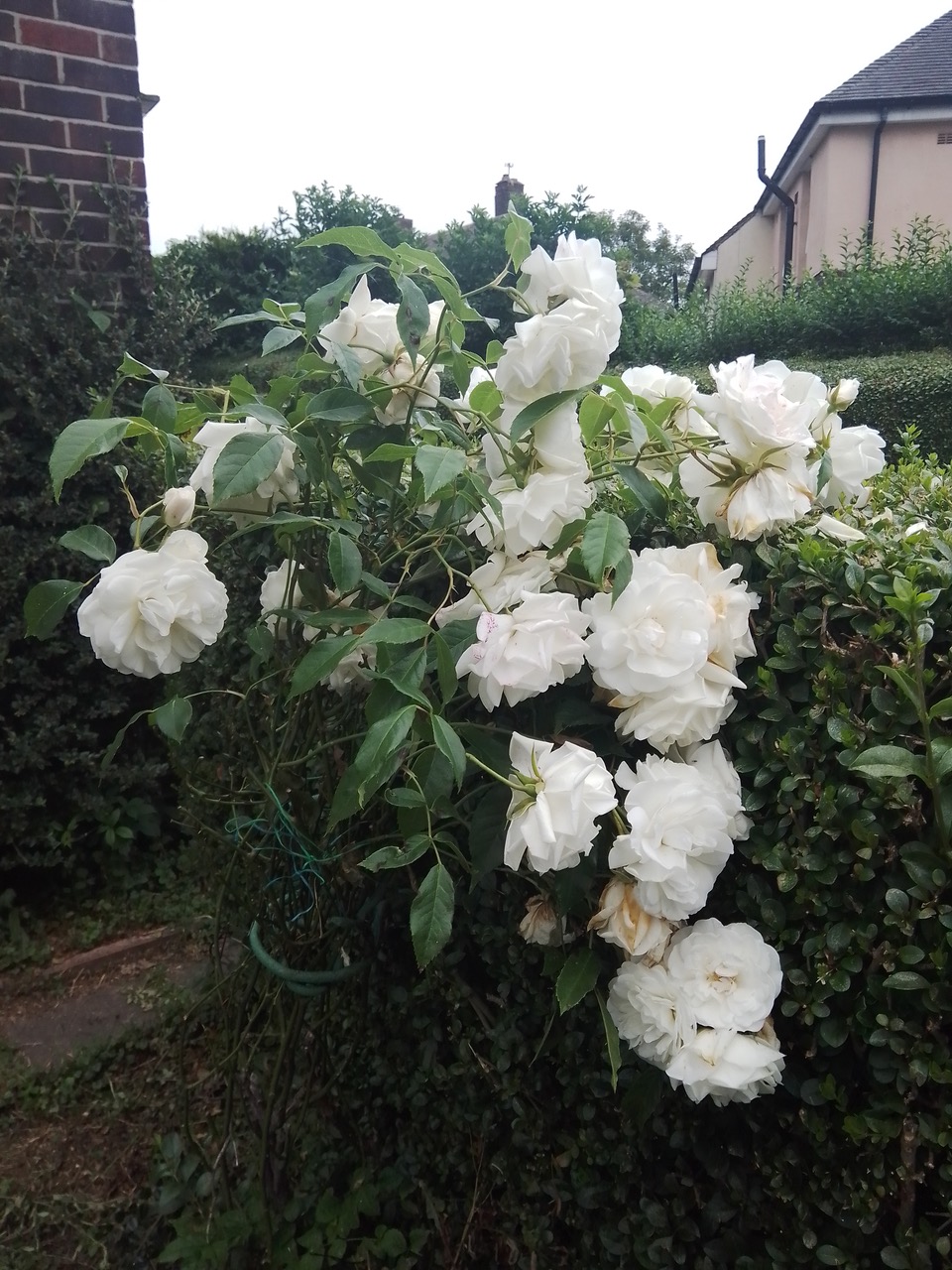 Fwd: More fragrant ramblers			
					</div><!-- .entry-content -->
		
		<footer>
		
		
		
					
					</footer><!-- .entry-meta -->
	</article><!-- #post -->
				
											
				
		
<hr class=