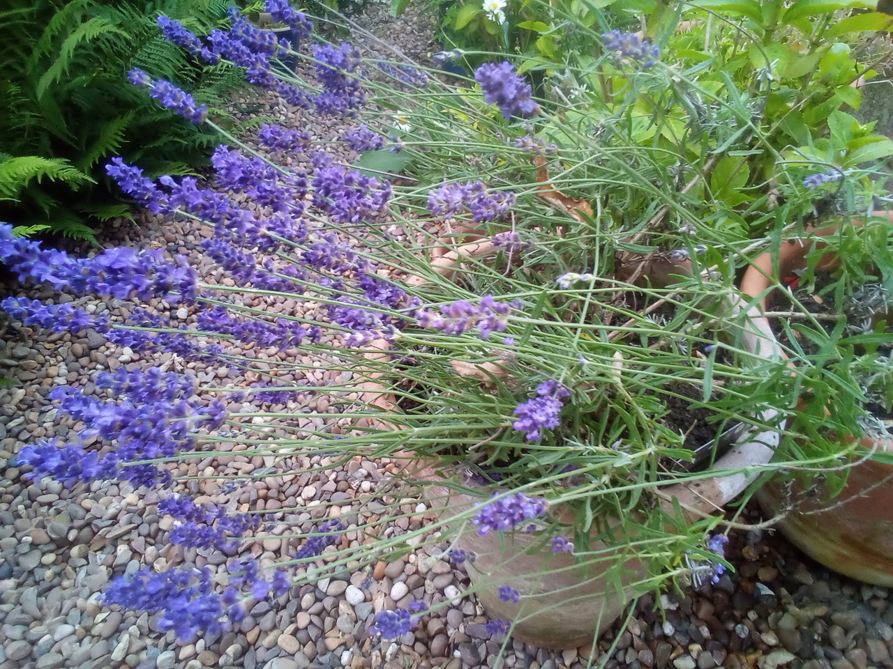 Fwd: Photos of my garden			
					</div><!-- .entry-content -->
		
		<footer>
		
		
		
					
					</footer><!-- .entry-meta -->
	</article><!-- #post -->
				
											
				
		
<hr class=