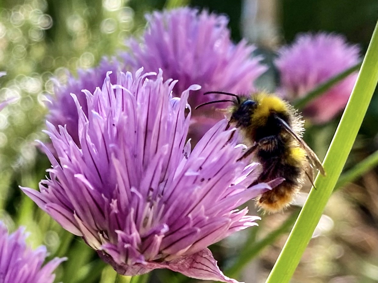 Fwd: Bee on a Chive flower Sheffield. Keith Bown			
					</div><!-- .entry-content -->
		
		<footer>
		
		
		
					
					</footer><!-- .entry-meta -->
	</article><!-- #post -->
				
											
				
		
<hr class=