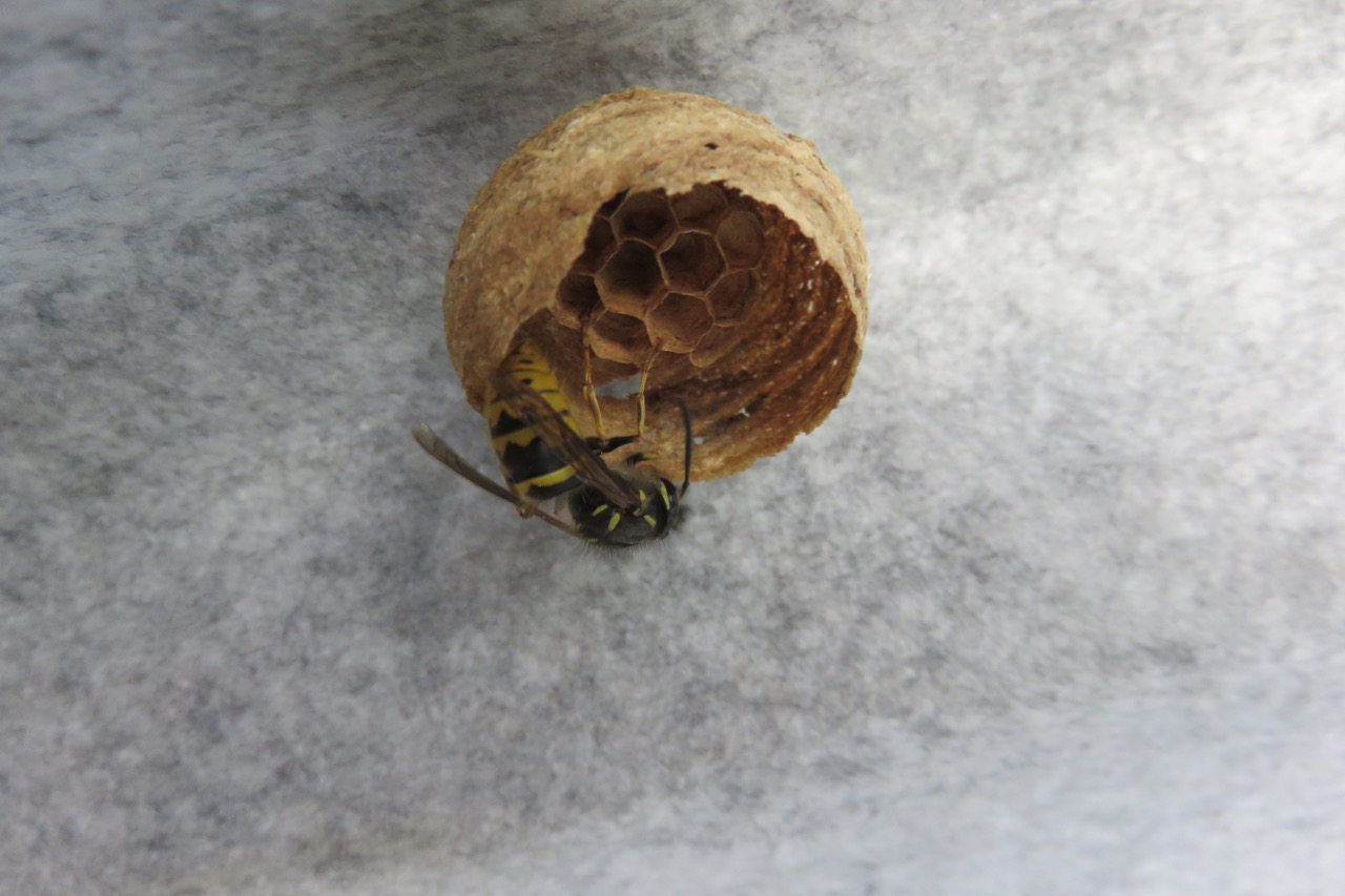 Fwd: Roland Geordie at Parson Cross			
					</div><!-- .entry-content -->
		
		<footer>
		
		
		
					
					</footer><!-- .entry-meta -->
	</article><!-- #post -->
				
											
				
		
<hr class=