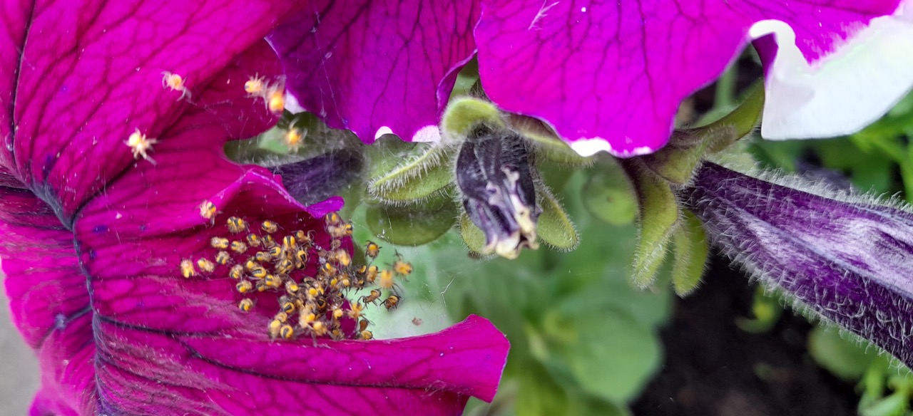 Fwd: Gail Ellis, spiderlings on Petunias			
					</div><!-- .entry-content -->
		
		<footer>
		
		
		
					
					</footer><!-- .entry-meta -->
	</article><!-- #post -->
				
											
				
		
<hr class=