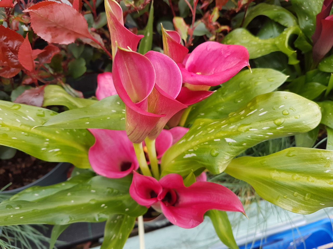 Fwd: Photo			
					</div><!-- .entry-content -->
		
		<footer>
		
		
		
					
					</footer><!-- .entry-meta -->
	</article><!-- #post -->
				
											
				
		
<hr class=