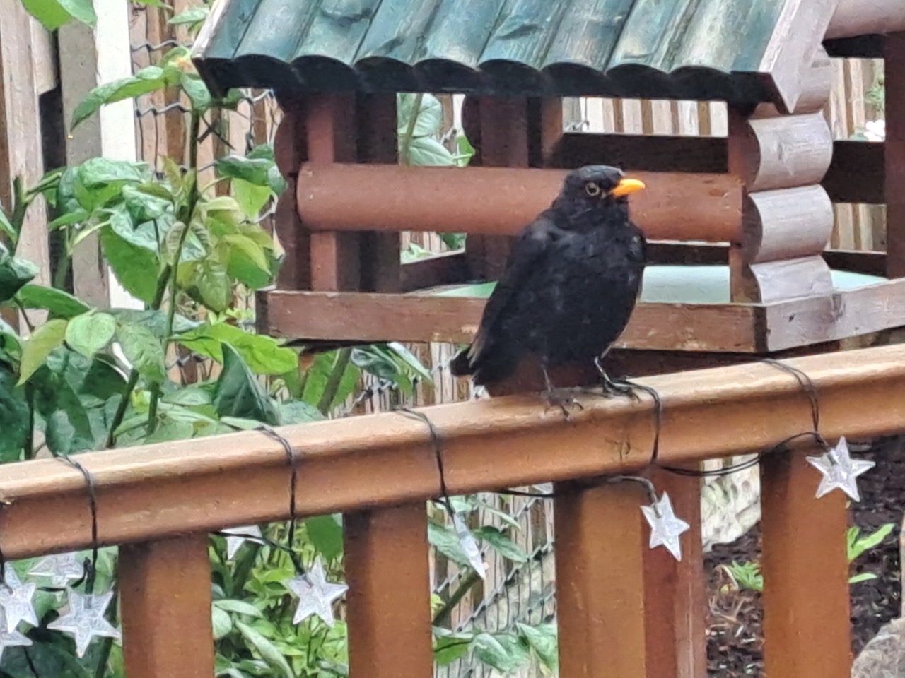 Fwd: Blackbird Back Garden			
					</div><!-- .entry-content -->
		
		<footer>
		
		
		
					
					</footer><!-- .entry-meta -->
	</article><!-- #post -->
				
											
				
		
<hr class=