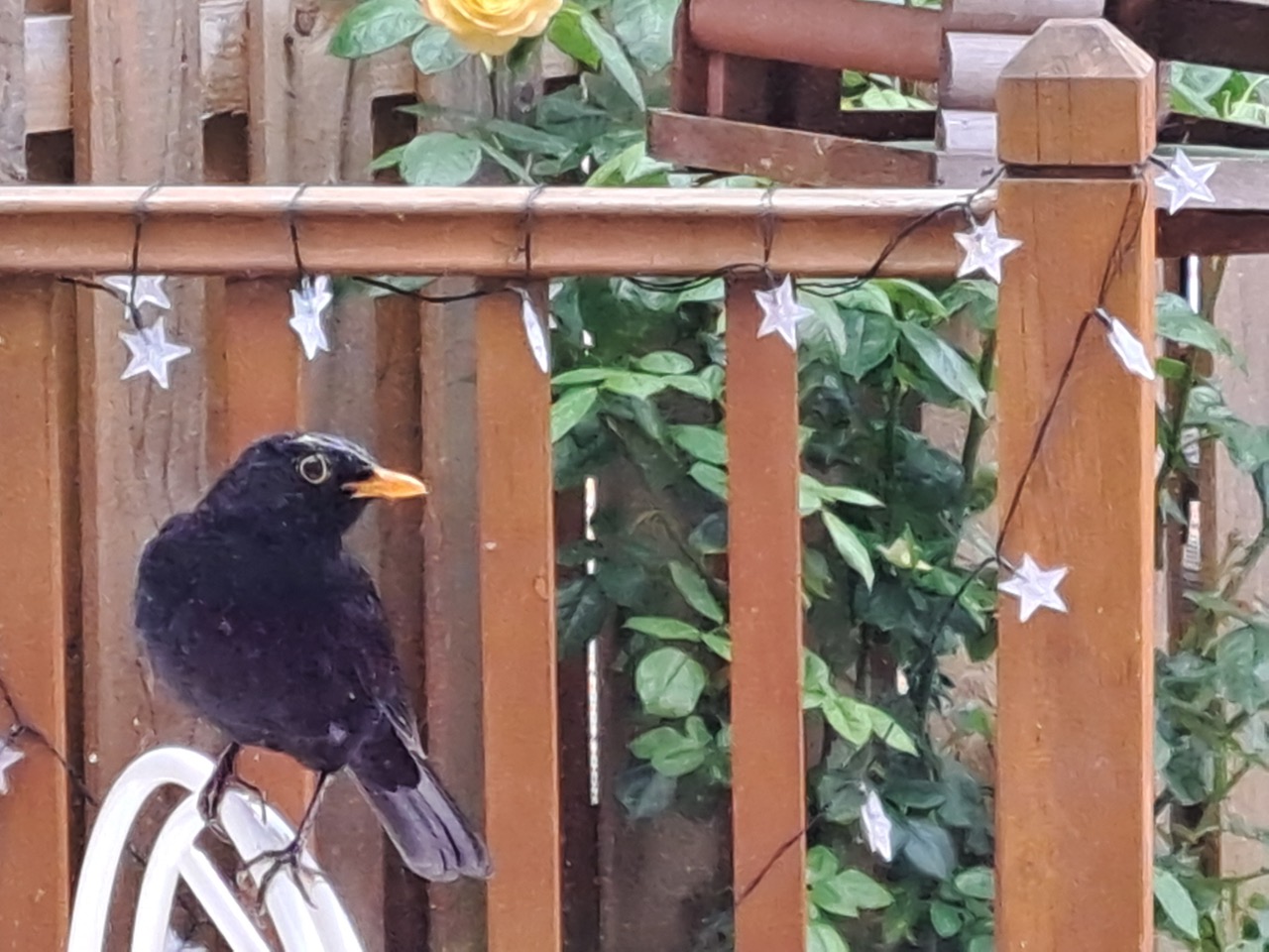 Fwd: Blackbird			
					</div><!-- .entry-content -->
		
		<footer>
		
		
		
					
					</footer><!-- .entry-meta -->
	</article><!-- #post -->
				
											
				
		
<hr class=