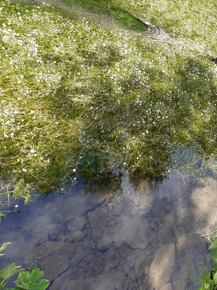 Fwd: Watercrowfoot, River Bradford, Youlgreave			
					</div><!-- .entry-content -->
		
		<footer>
		
		
		
					
					</footer><!-- .entry-meta -->
	</article><!-- #post -->
				
											
				
		
<hr class=