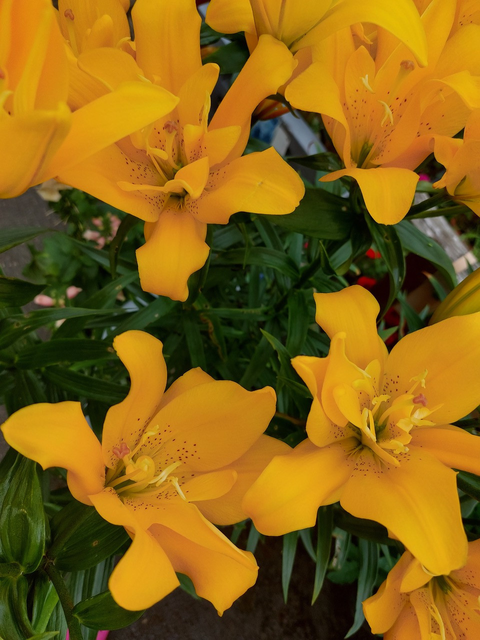 Fwd: Rotherham			
					</div><!-- .entry-content -->
		
		<footer>
		
		
		
					
					</footer><!-- .entry-meta -->
	</article><!-- #post -->
				
											
				
		
<hr class=