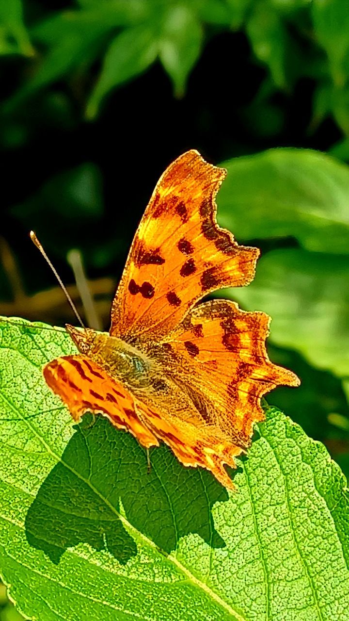 Fwd: By Markius Maximus- Comma Butterfly- Brinsworth			
					</div><!-- .entry-content -->
		
		<footer>
		
		
		
					
					</footer><!-- .entry-meta -->
	</article><!-- #post -->
				
											
				
		
<hr class=