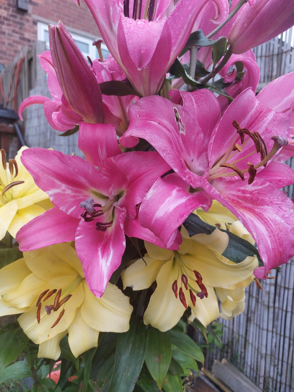 Fwd: Lillies			
					</div><!-- .entry-content -->
		
		<footer>
		
		
		
					
					</footer><!-- .entry-meta -->
	</article><!-- #post -->
				
											
				
		
<hr class=