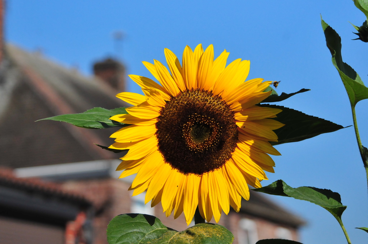 Fwd: Roland Geordie, Sunflower Parson Cross			
					</div><!-- .entry-content -->
		
		<footer>
		
		
		
					
					</footer><!-- .entry-meta -->
	</article><!-- #post -->
				
											
				
		
<hr class=