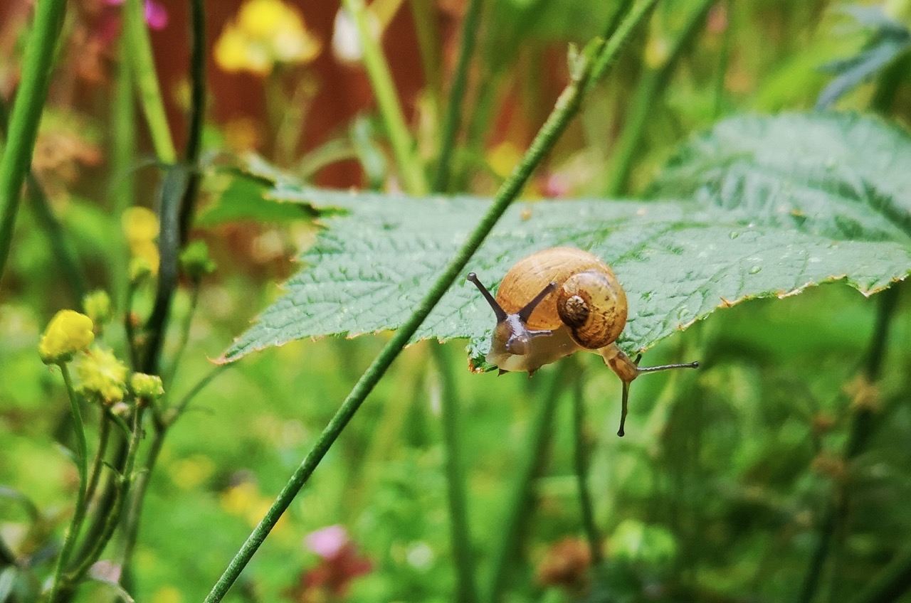 Fwd: A snail….. on a snail!			
					</div><!-- .entry-content -->
		
		<footer>
		
		
		
					
					</footer><!-- .entry-meta -->
	</article><!-- #post -->
				
											
				
		
<hr class=