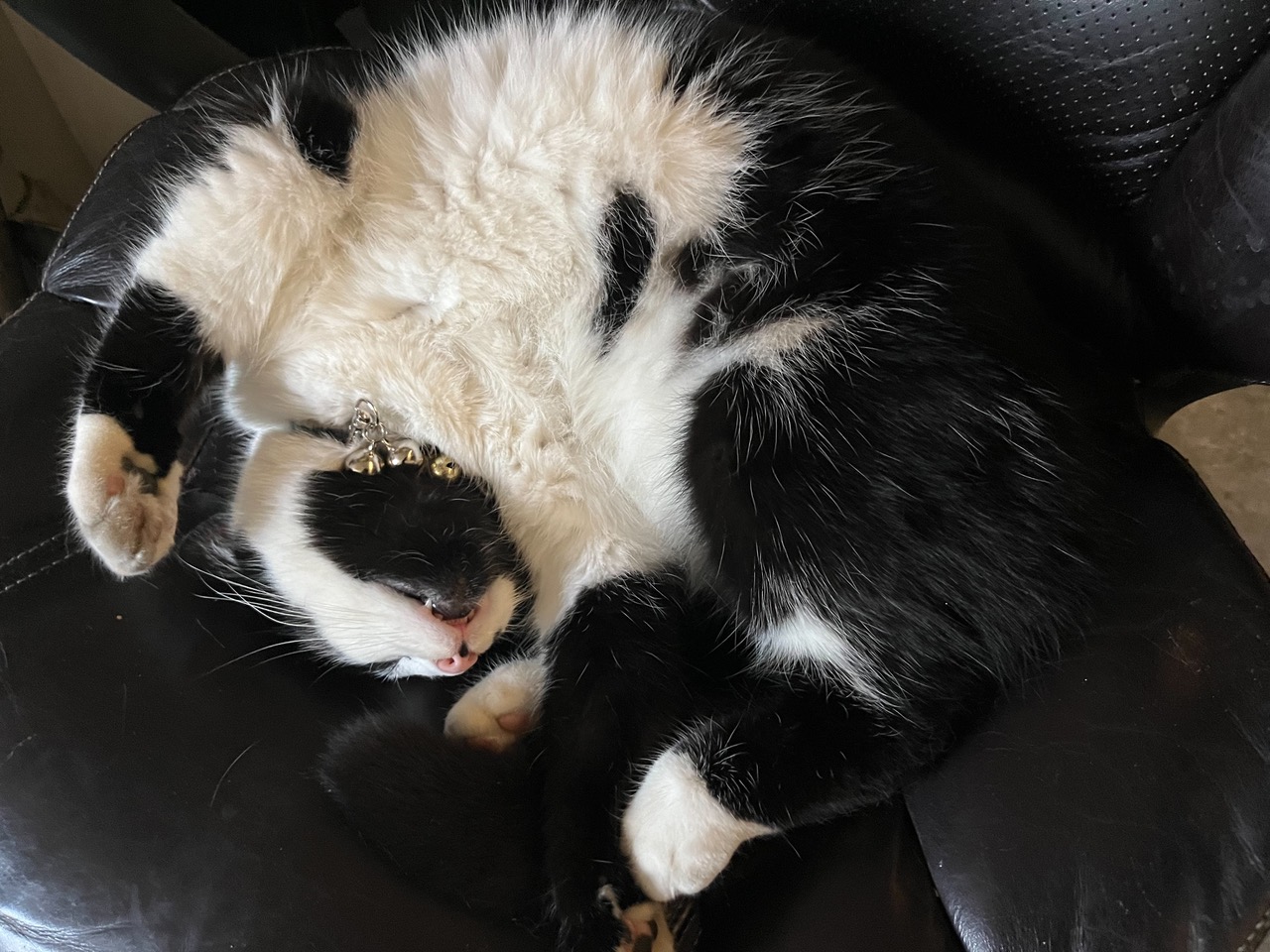 Fwd: A cat named covid.  Reverend Malcolm Pywell			
					</div><!-- .entry-content -->
		
		<footer>
		
		
		
					
					</footer><!-- .entry-meta -->
	</article><!-- #post -->
				
											
				
		
<hr class=