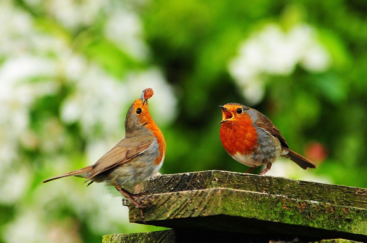 Fwd: Roland Geordie, Mr and Mrs Robin			
					</div><!-- .entry-content -->
		
		<footer>
		
		
		
					
					</footer><!-- .entry-meta -->
	</article><!-- #post -->
				
											
				
		
<hr class=