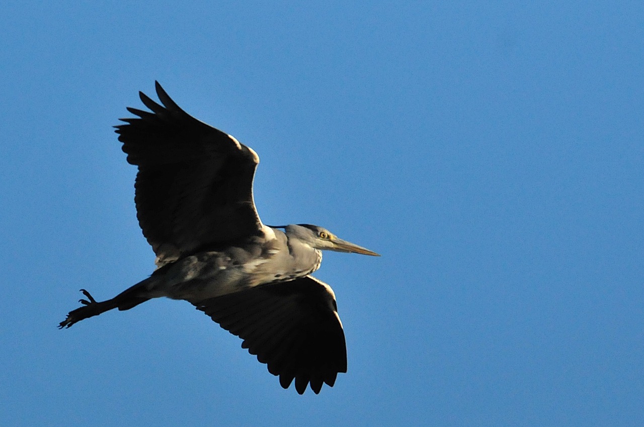 Fwd: Roland Geordie, Heron in flight			
					</div><!-- .entry-content -->
		
		<footer>
		
		
		
					
					</footer><!-- .entry-meta -->
	</article><!-- #post -->
				
											
				
		
<hr class=