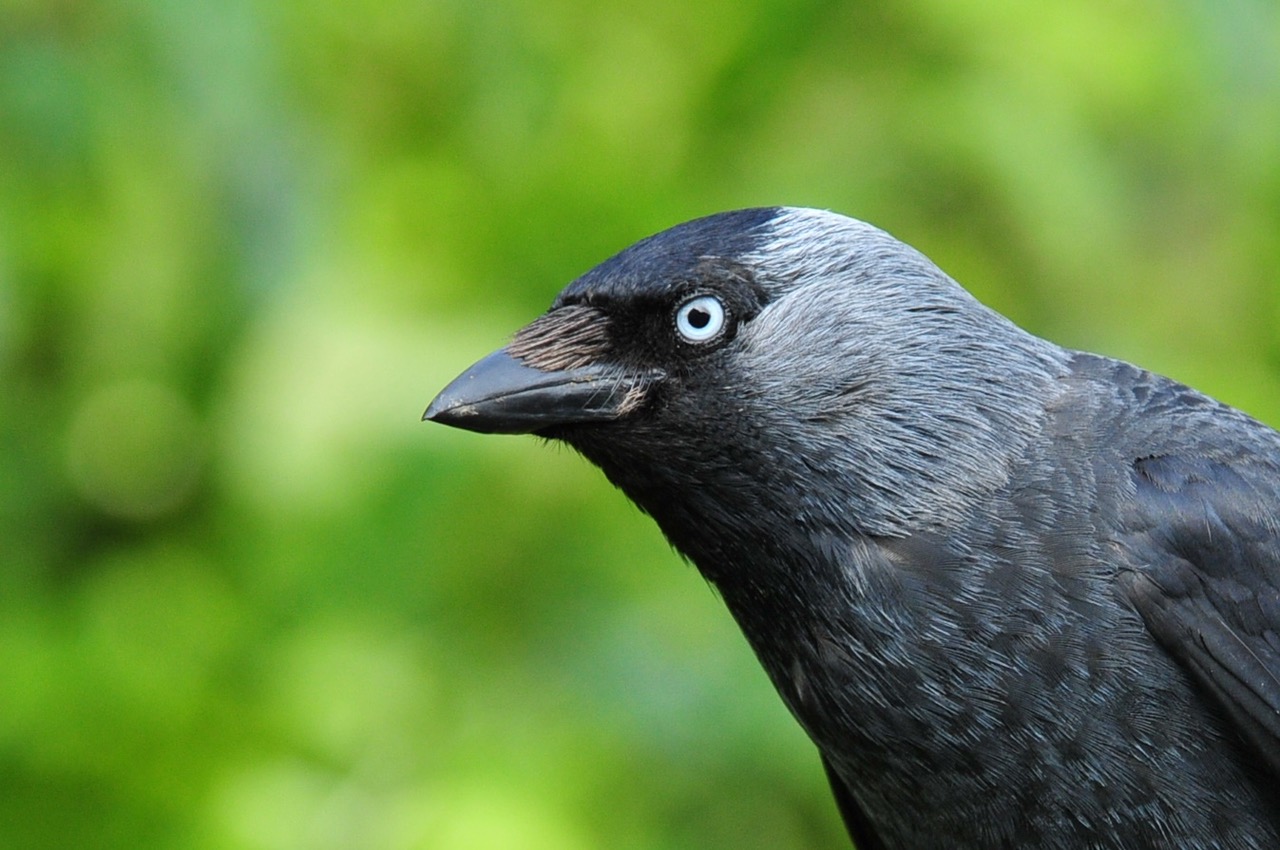 Fwd: Roland Geordie, Jackdaw Portrait			
					</div><!-- .entry-content -->
		
		<footer>
		
		
		
					
					</footer><!-- .entry-meta -->
	</article><!-- #post -->
				
											
				
		
<hr class=