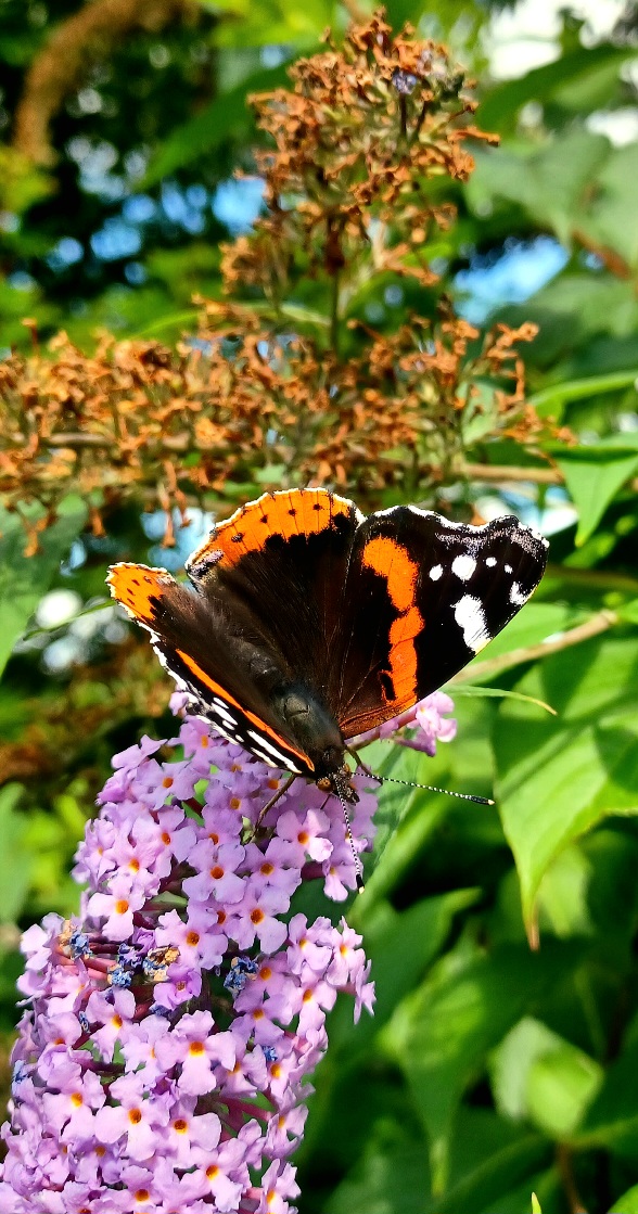 Fwd: By Markius Maximus- Red Admiral, Brinsworth.			
					</div><!-- .entry-content -->
		
		<footer>
		
		
		
					
					</footer><!-- .entry-meta -->
	</article><!-- #post -->
				
											
				
		
<hr class=