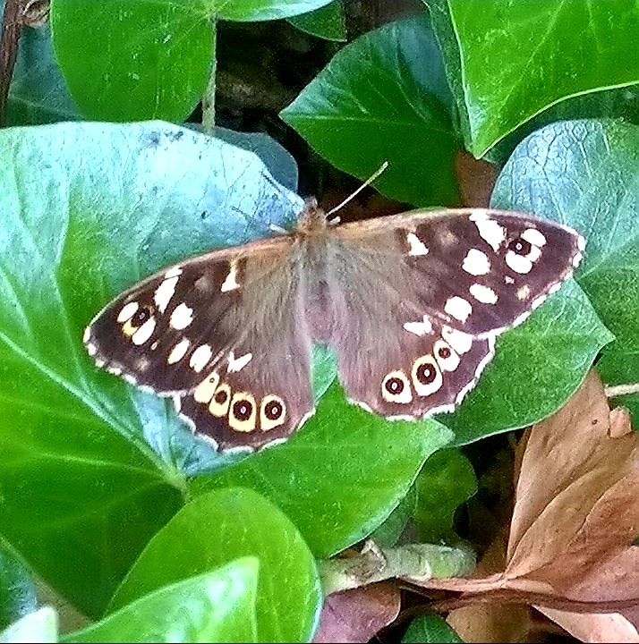 Fwd: By Markimus Maximus – Speckled Wood, Brinsworth			
					</div><!-- .entry-content -->
		
		<footer>
		
		
		
					
					</footer><!-- .entry-meta -->
	</article><!-- #post -->
				
											
				
		
<hr class=