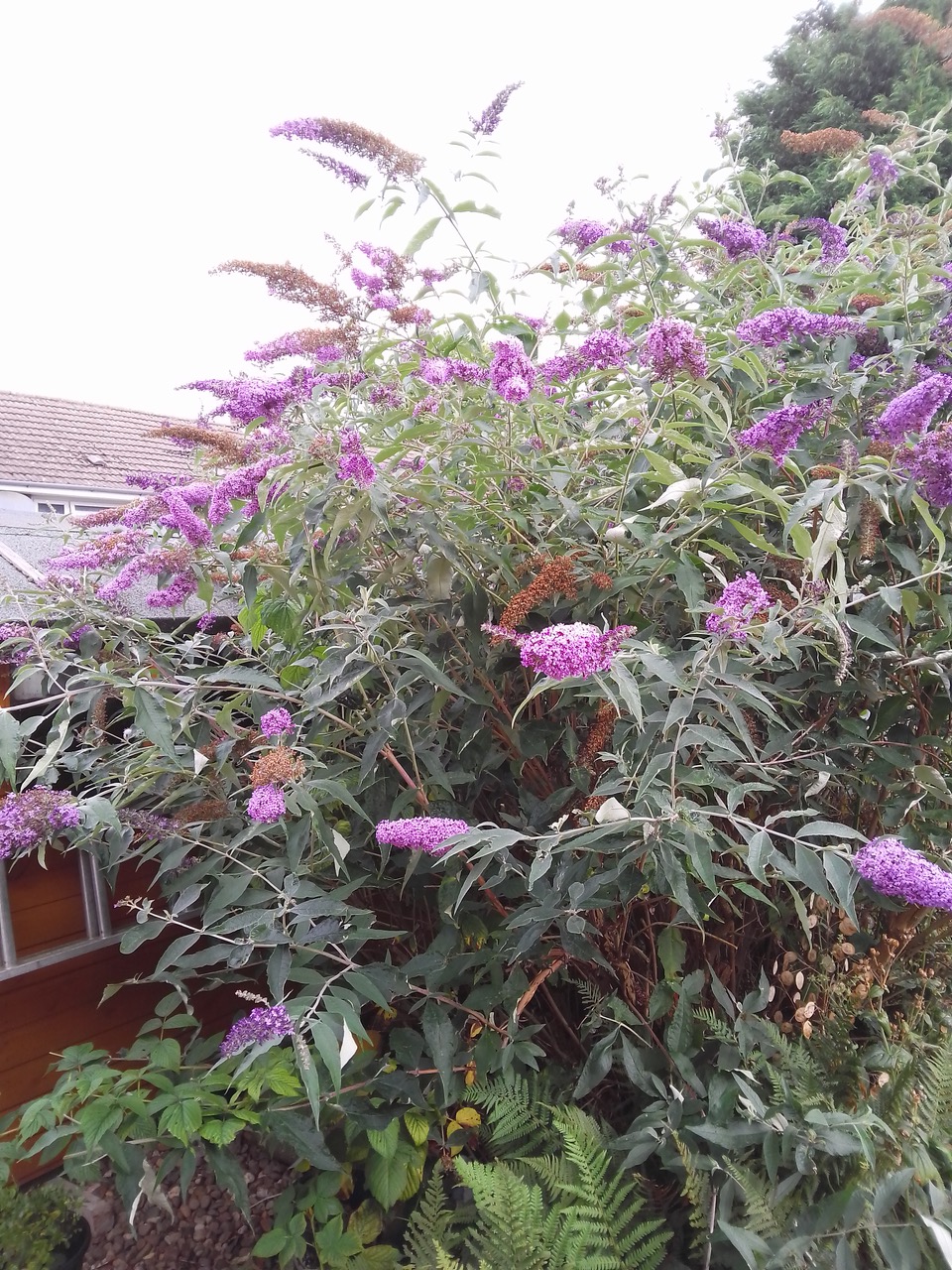 Fwd: Budlia			
					</div><!-- .entry-content -->
		
		<footer>
		
		
		
					
					</footer><!-- .entry-meta -->
	</article><!-- #post -->
				
											
				
		
<hr class=