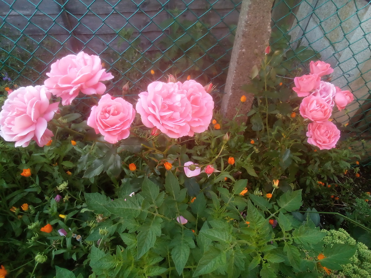 Fwd: My grandkids rose over 40 years old			
					</div><!-- .entry-content -->
		
		<footer>
		
		
		
					
					</footer><!-- .entry-meta -->
	</article><!-- #post -->
				
											
				
		
<hr class=