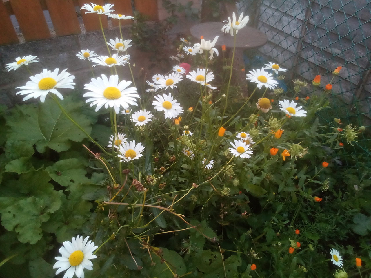 Fwd: Ox-eye daisy			
					</div><!-- .entry-content -->
		
		<footer>
		
		
		
					
					</footer><!-- .entry-meta -->
	</article><!-- #post -->
				
											
				
		
<hr class=