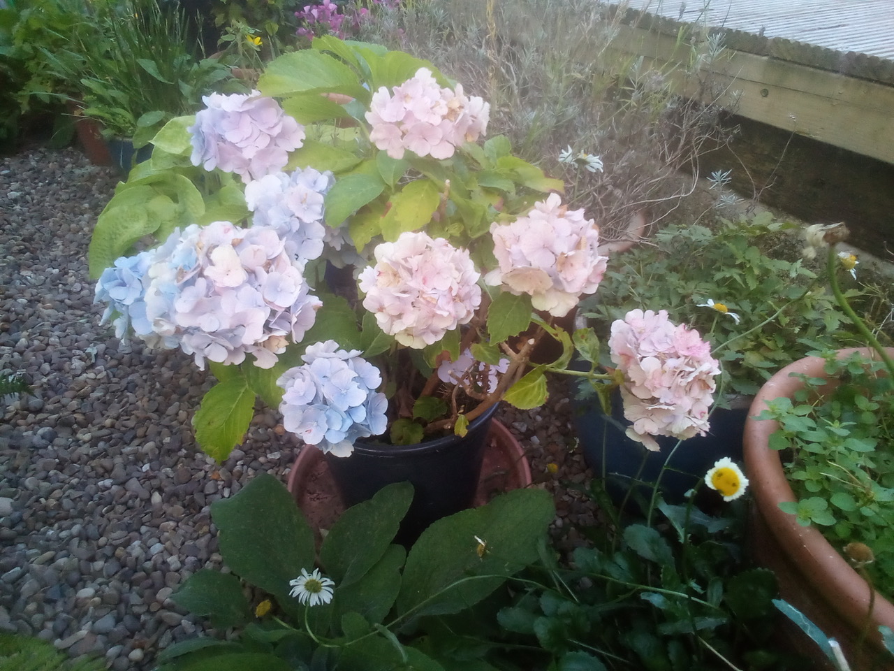 Fwd: Hosta			
					</div><!-- .entry-content -->
		
		<footer>
		
		
		
					
					</footer><!-- .entry-meta -->
	</article><!-- #post -->
				
											
				
		
<hr class=