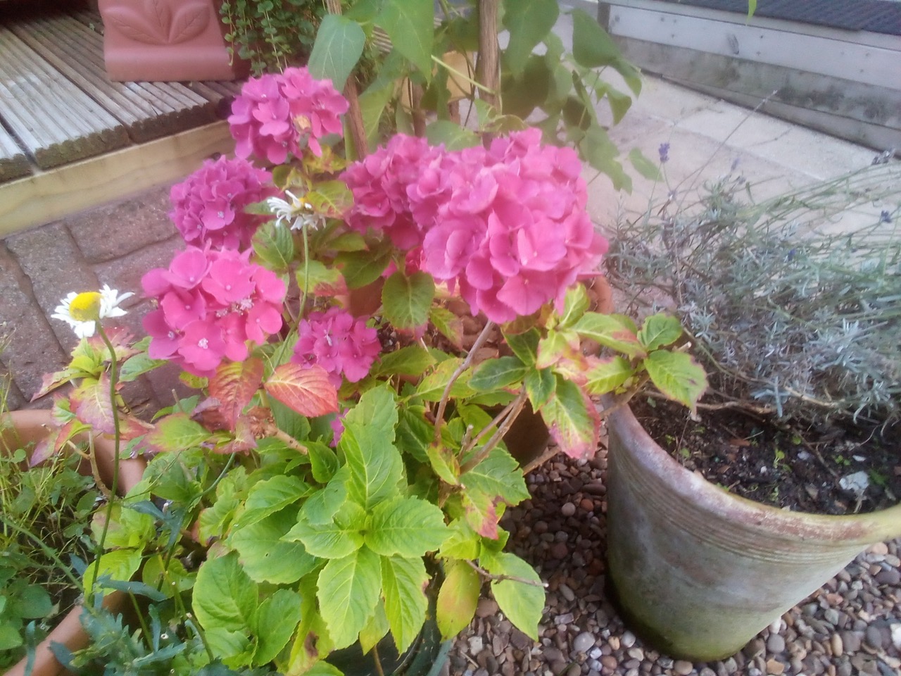 Fwd: Hosta			
					</div><!-- .entry-content -->
		
		<footer>
		
		
		
					
					</footer><!-- .entry-meta -->
	</article><!-- #post -->
				
											
				
		
<hr class=