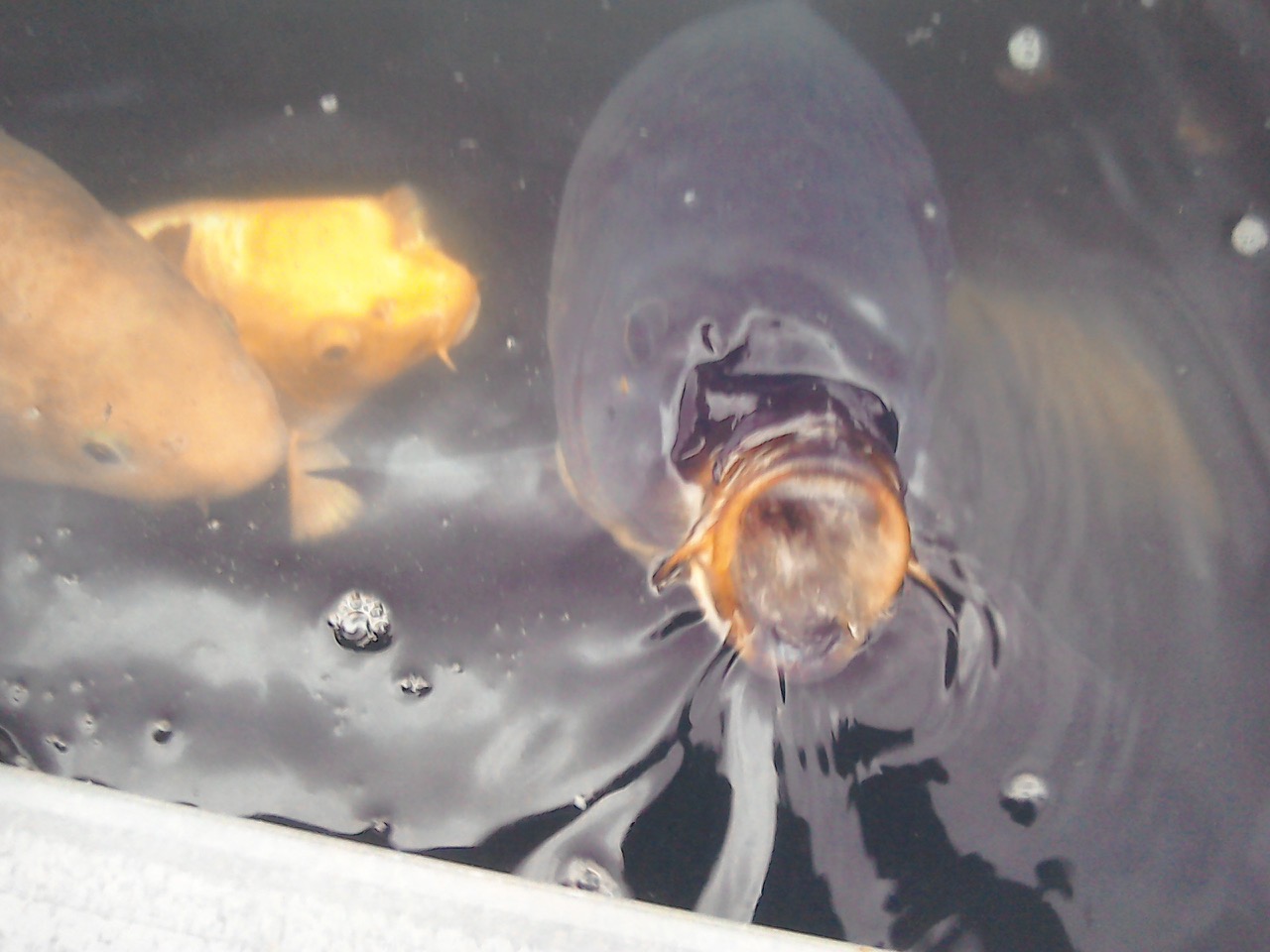 Fwd: Koi carp			
					</div><!-- .entry-content -->
		
		<footer>
		
		
		
					
					</footer><!-- .entry-meta -->
	</article><!-- #post -->
				
											
				
		
<hr class=