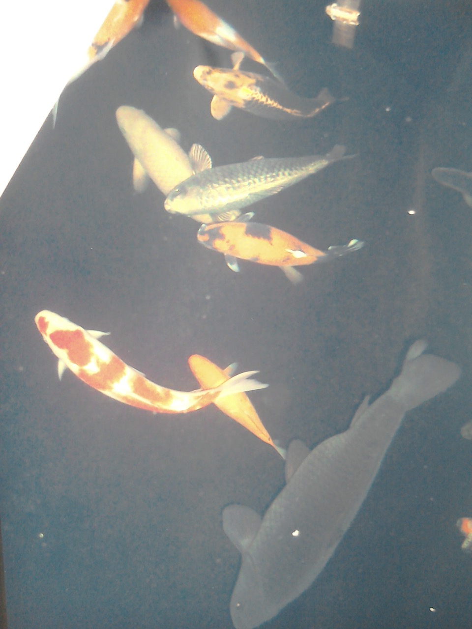 Fwd: Koi carp			
					</div><!-- .entry-content -->
		
		<footer>
		
		
		
					
					</footer><!-- .entry-meta -->
	</article><!-- #post -->
				
											
				
		
<hr class=