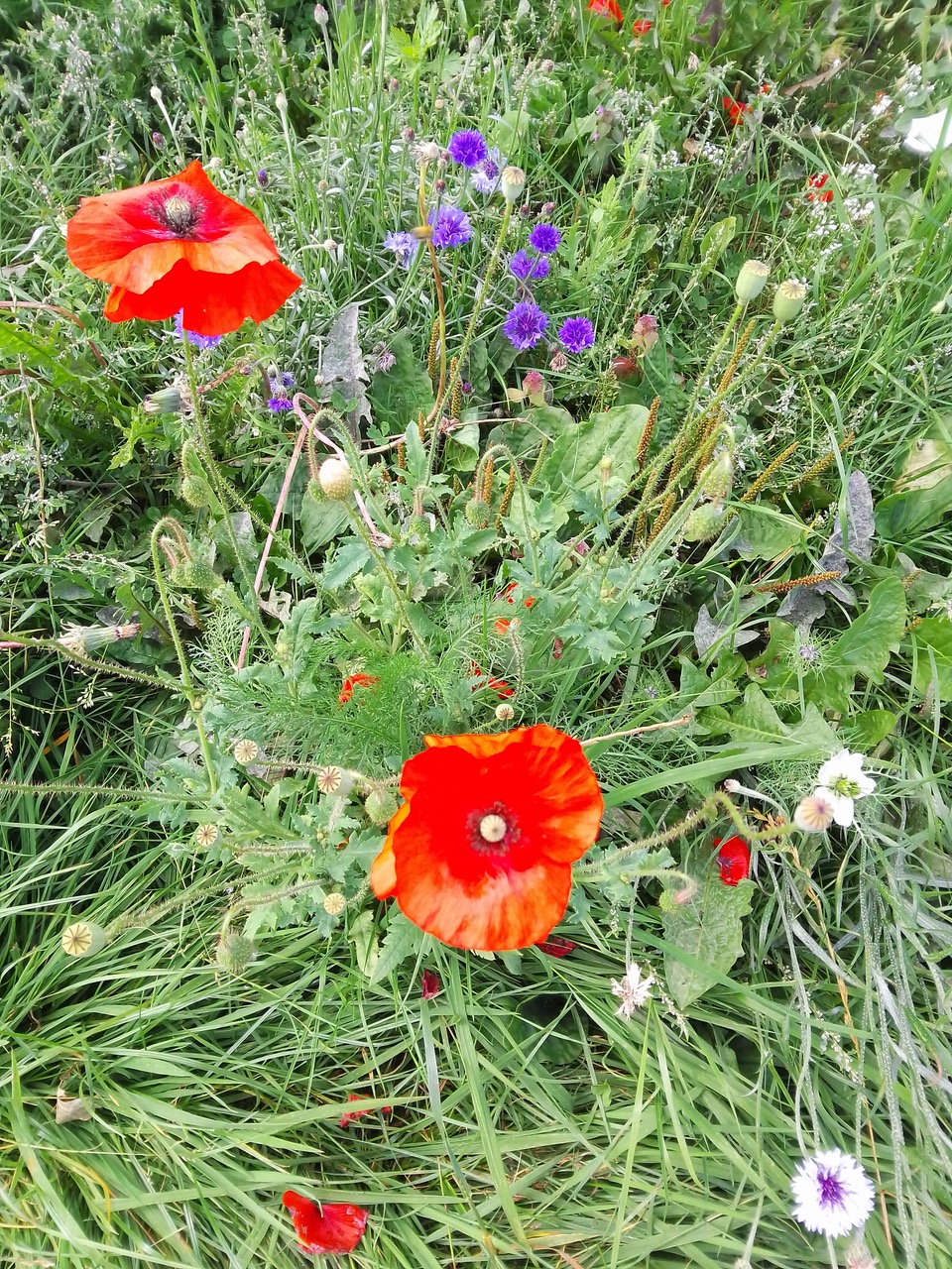 Fwd: Poppies at Harthill park			
					</div><!-- .entry-content -->
		
		<footer>
		
		
		
					
					</footer><!-- .entry-meta -->
	</article><!-- #post -->
				
											
				
		
<hr class=