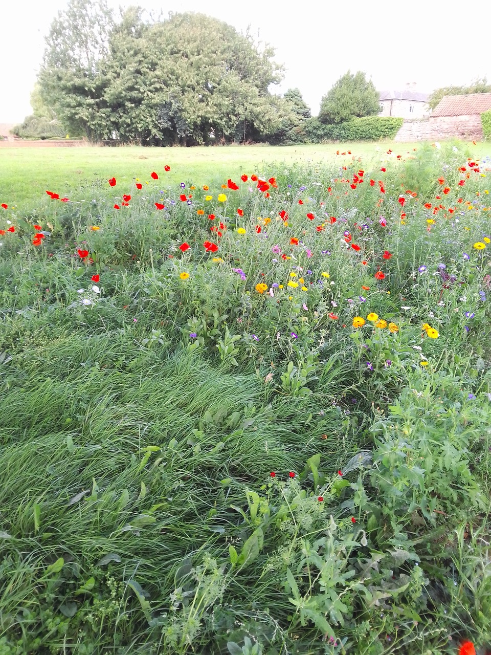 Fwd: Wildflowers at Harthill park			
					</div><!-- .entry-content -->
		
		<footer>
		
		
		
					
					</footer><!-- .entry-meta -->
	</article><!-- #post -->
				
											
				
		
<hr class=
