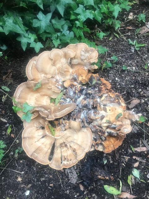 Fwd: Fungi			
					</div><!-- .entry-content -->
		
		<footer>
		
		
		
					
					</footer><!-- .entry-meta -->
	</article><!-- #post -->
				
											
				
		
<hr class=