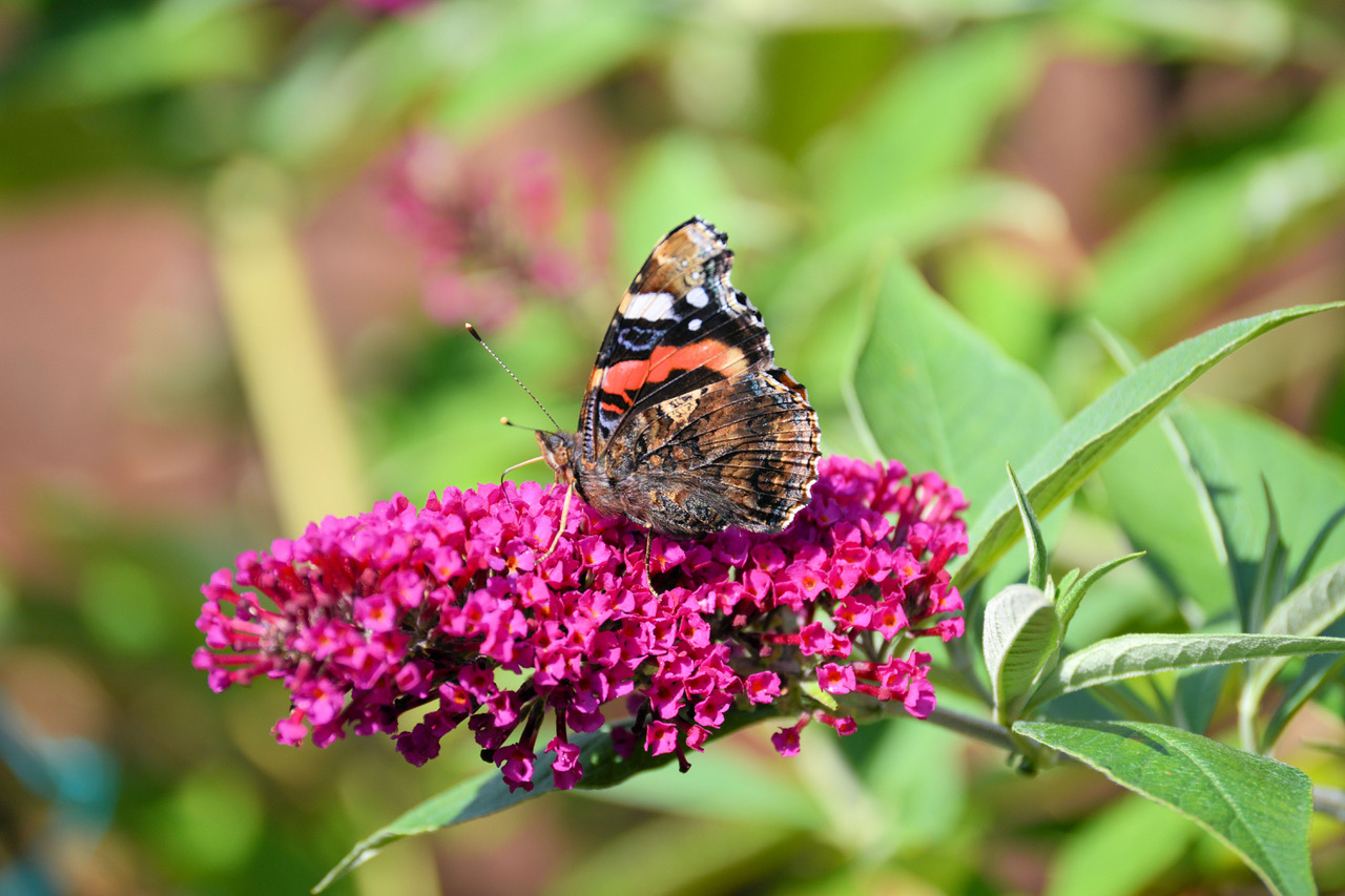 Fwd: Photo			
					</div><!-- .entry-content -->
		
		<footer>
		
		
		
					
					</footer><!-- .entry-meta -->
	</article><!-- #post -->
				
											
				
		
<hr class=