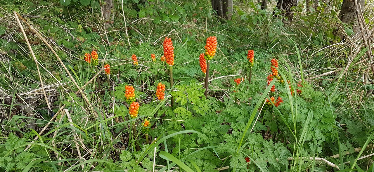 Fwd: Gail Ellis, Lords and Ladies			
					</div><!-- .entry-content -->
		
		<footer>
		
		
		
					
					</footer><!-- .entry-meta -->
	</article><!-- #post -->
				
											
				
		
<hr class=