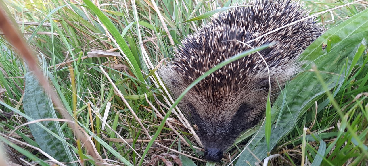 Fwd: Gail Ellis, Woodhouse washlands riverbank			
					</div><!-- .entry-content -->
		
		<footer>
		
		
		
					
					</footer><!-- .entry-meta -->
	</article><!-- #post -->
				
											
				
		
<hr class=