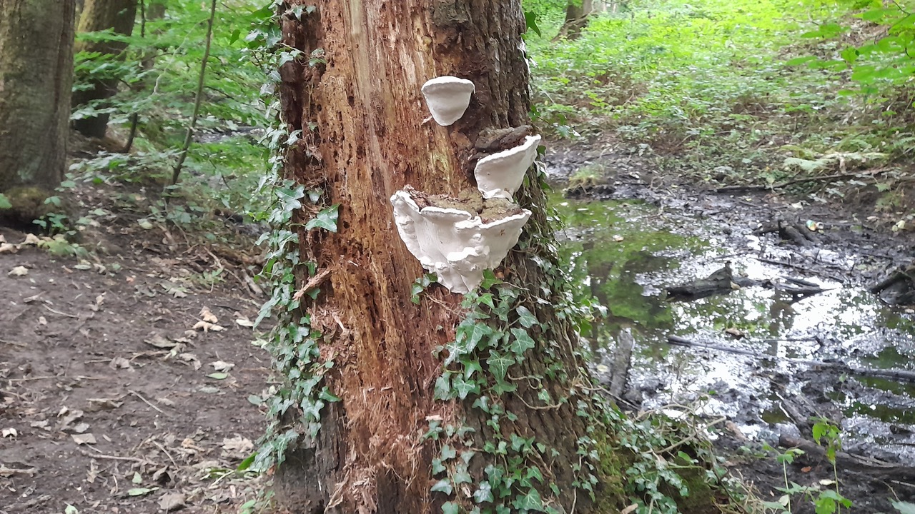 Fwd: Gail Ellis, Beeley Woods			
					</div><!-- .entry-content -->
		
		<footer>
		
		
		
					
					</footer><!-- .entry-meta -->
	</article><!-- #post -->
				
											
				
		
<hr class=