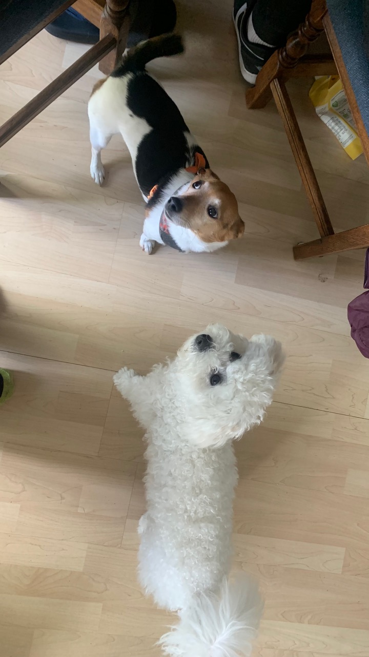 Fwd: Kya T dog photo			
					</div><!-- .entry-content -->
		
		<footer>
		
		
		
					
					</footer><!-- .entry-meta -->
	</article><!-- #post -->
				
											
				
		
<hr class=