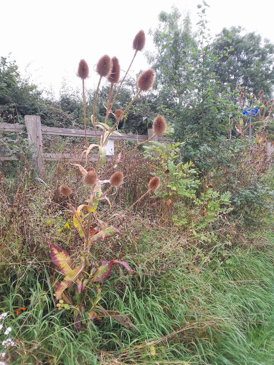 Fwd: Pennine trail from killamarsh			
					</div><!-- .entry-content -->
		
		<footer>
		
		
		
					
					</footer><!-- .entry-meta -->
	</article><!-- #post -->
				
											
				
		
<hr class=