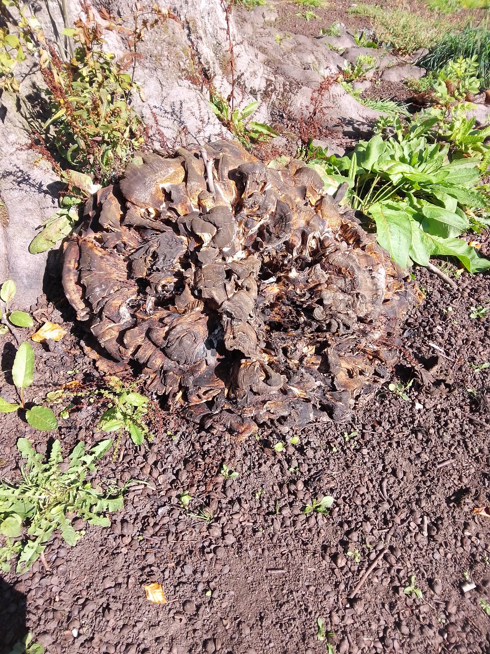 Fwd: Chelsea park			
					</div><!-- .entry-content -->
		
		<footer>
		
		
		
					
					</footer><!-- .entry-meta -->
	</article><!-- #post -->
				
											
				
		
<hr class=