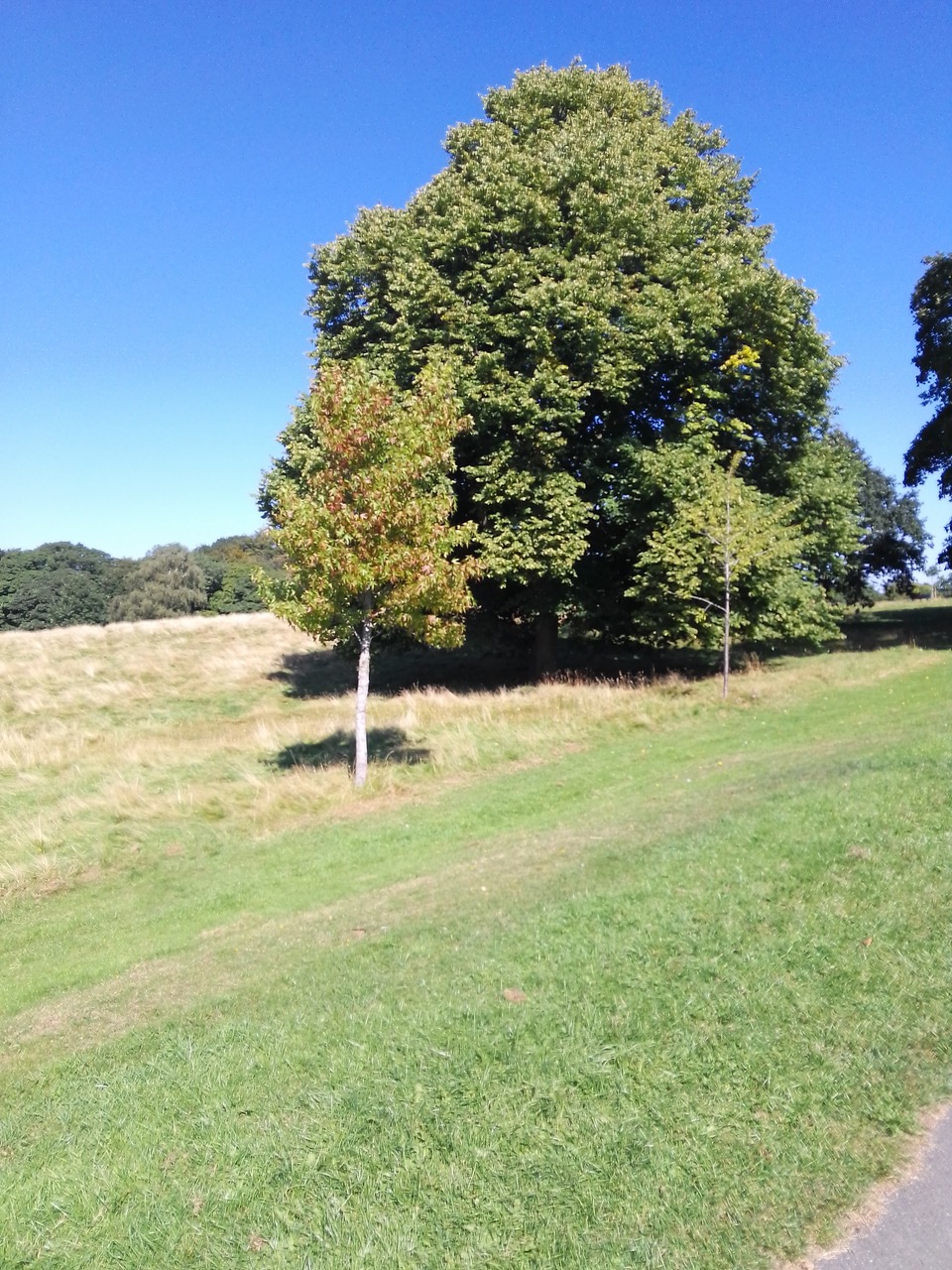 Fwd: Graves Park			
					</div><!-- .entry-content -->
		
		<footer>
		
		
		
					
					</footer><!-- .entry-meta -->
	</article><!-- #post -->
				
											
				
		
<hr class=