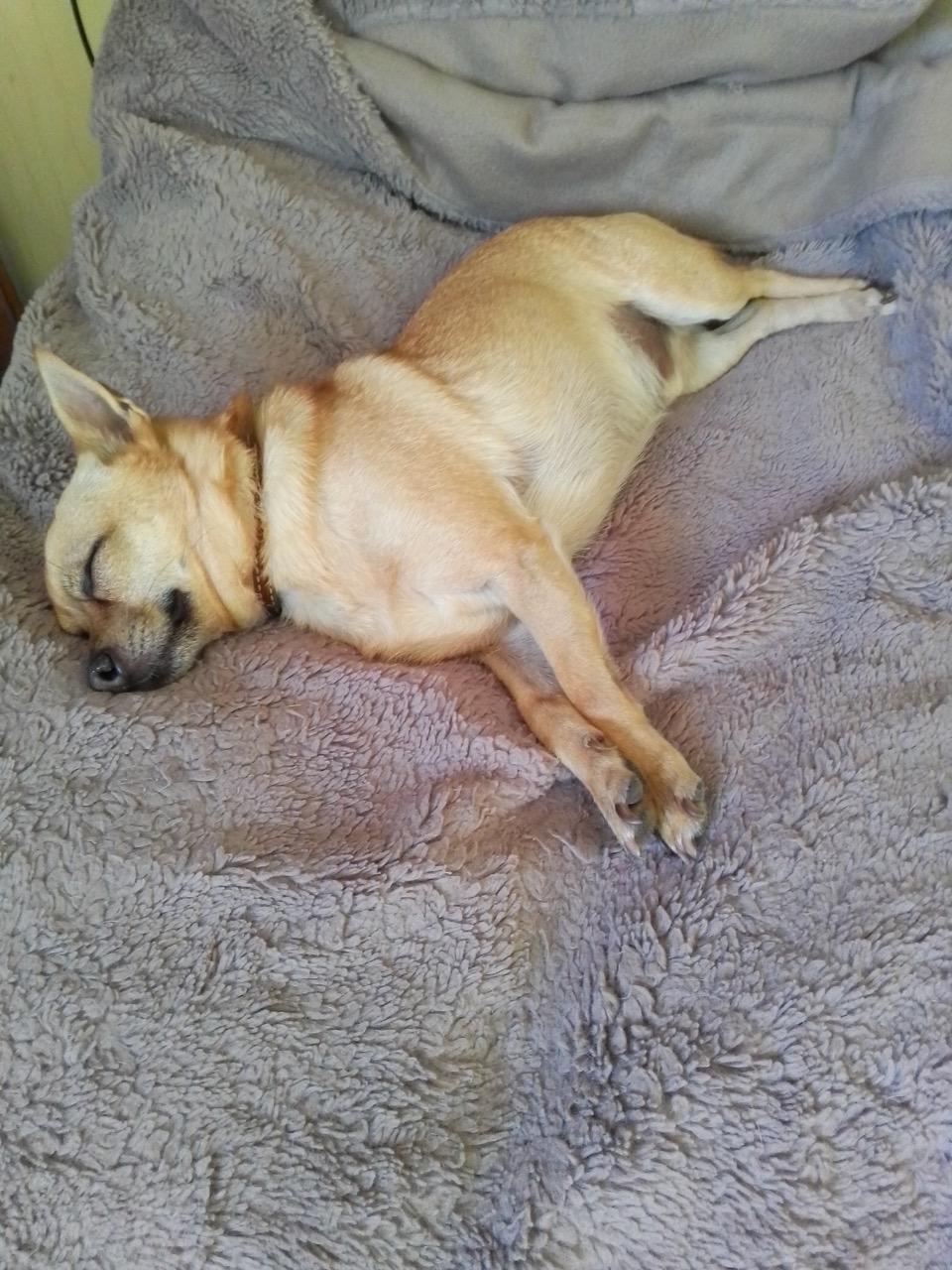 Fwd: Eddie having a nap after a walk			
					</div><!-- .entry-content -->
		
		<footer>
		
		
		
					
					</footer><!-- .entry-meta -->
	</article><!-- #post -->
				
											
				
		
<hr class=