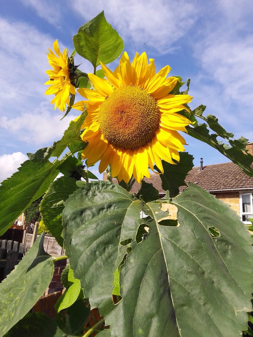 Fwd: Giant self setter Sunflower			
					</div><!-- .entry-content -->
		
		<footer>
		
		
		
					
					</footer><!-- .entry-meta -->
	</article><!-- #post -->
				
											
				
		
<hr class=