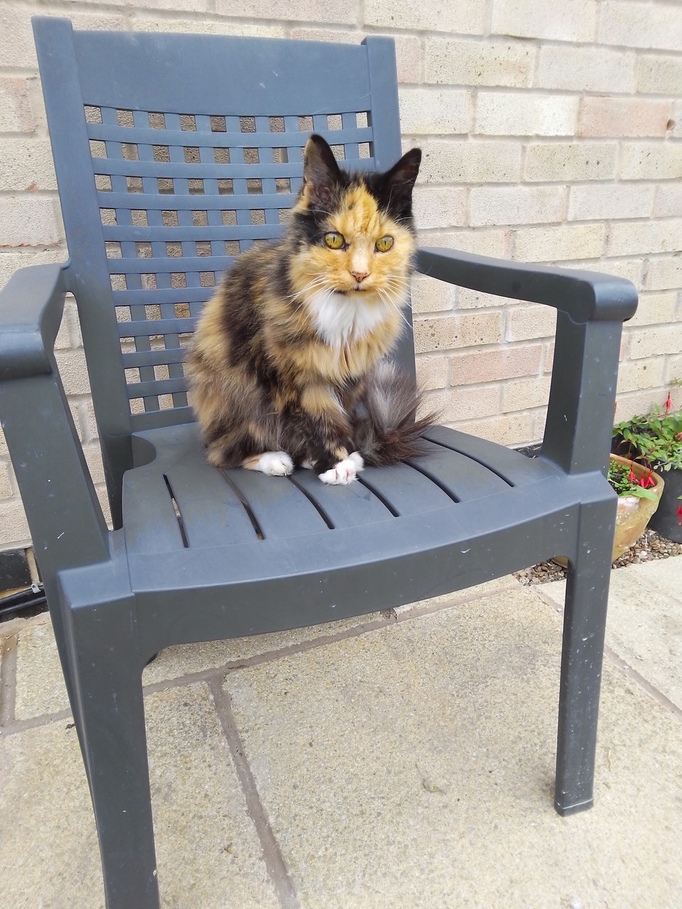 Fwd: Stephanie my dad’s 17 year old cat.			
					</div><!-- .entry-content -->
		
		<footer>
		
		
		
					
					</footer><!-- .entry-meta -->
	</article><!-- #post -->
				
											
				
		
<hr class=