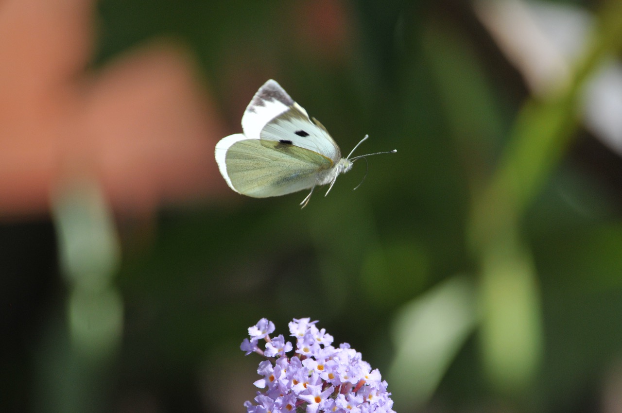 Fwd: Roland Geordie at Parson Cross			
					</div><!-- .entry-content -->
		
		<footer>
		
		
		
					
					</footer><!-- .entry-meta -->
	</article><!-- #post -->
				
											
				
		
<hr class=
