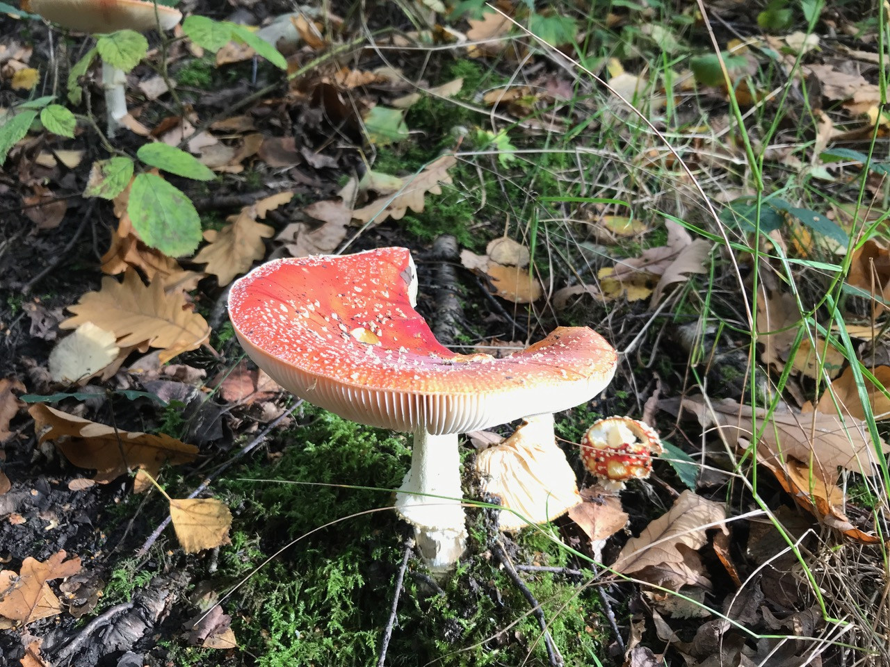 Fwd: Chris – Wadsley Common			
					</div><!-- .entry-content -->
		
		<footer>
		
		
		
					
					</footer><!-- .entry-meta -->
	</article><!-- #post -->
				
											
				
		
<hr class=