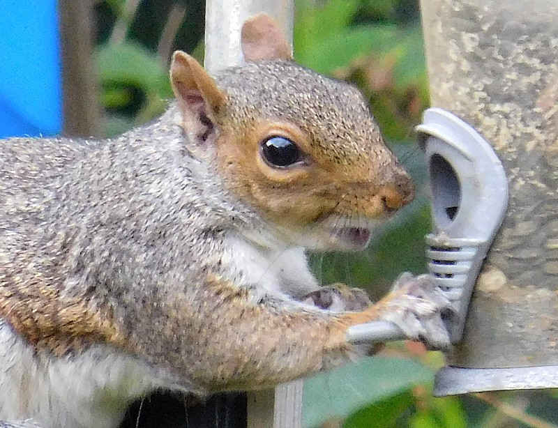 Fwd: Squirrel photo for Calendar			
					</div><!-- .entry-content -->
		
		<footer>
		
		
		
					
					</footer><!-- .entry-meta -->
	</article><!-- #post -->
				
											
				
		
<hr class=