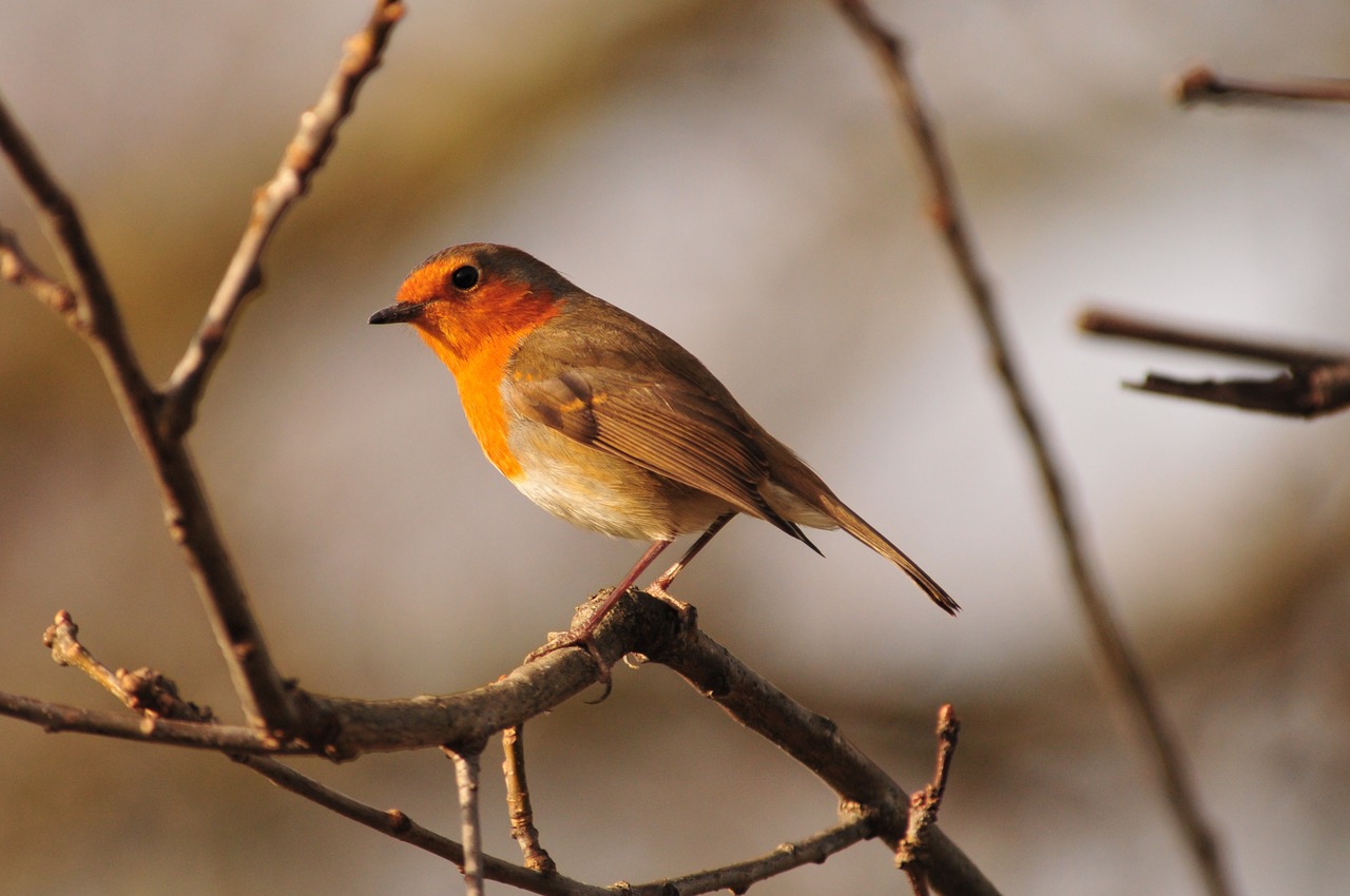 Fwd: Robin by Roland Geordie			
					</div><!-- .entry-content -->
		
		<footer>
		
		
		
					
					</footer><!-- .entry-meta -->
	</article><!-- #post -->
				
											
				
		
<hr class=