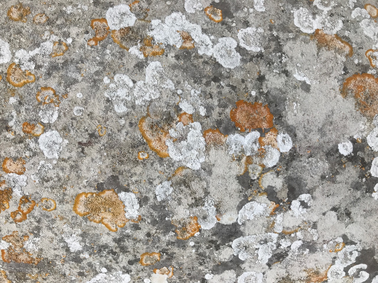 Fwd: Chris &mdash;Lichen on Column			
					</div><!-- .entry-content -->
		
		<footer>
		
		
		
					
					</footer><!-- .entry-meta -->
	</article><!-- #post -->
				
											
				
		
<hr class=