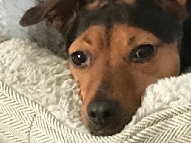 Fwd: Pippa by Geoff Swindells			
					</div><!-- .entry-content -->
		
		<footer>
		
		
		
					
					</footer><!-- .entry-meta -->
	</article><!-- #post -->
				
											
				
		
<hr class=