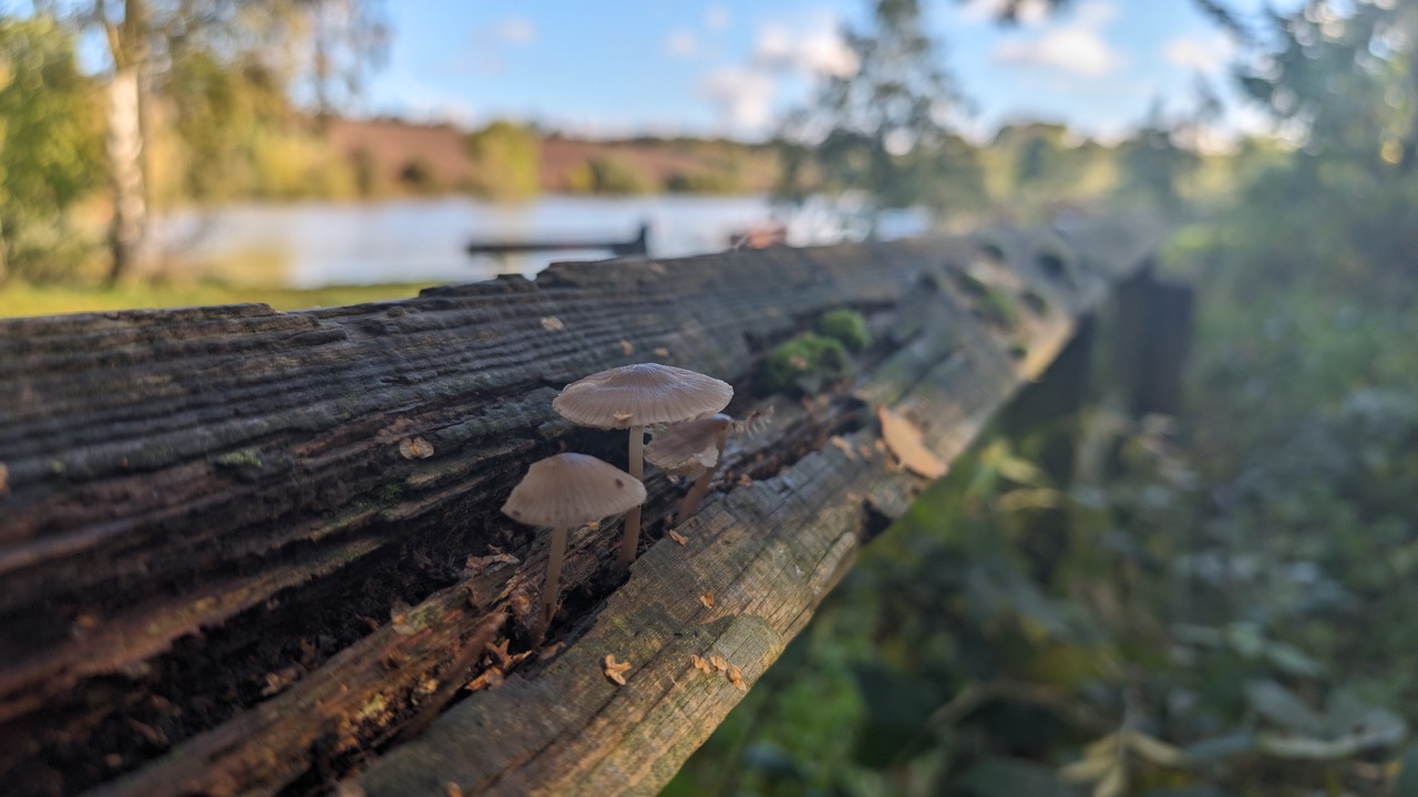 Fwd: Greg Howarth Fungi Ulley Res			
					</div><!-- .entry-content -->
		
		<footer>
		
		
		
					
					</footer><!-- .entry-meta -->
	</article><!-- #post -->
				
											
				
		
<hr class=