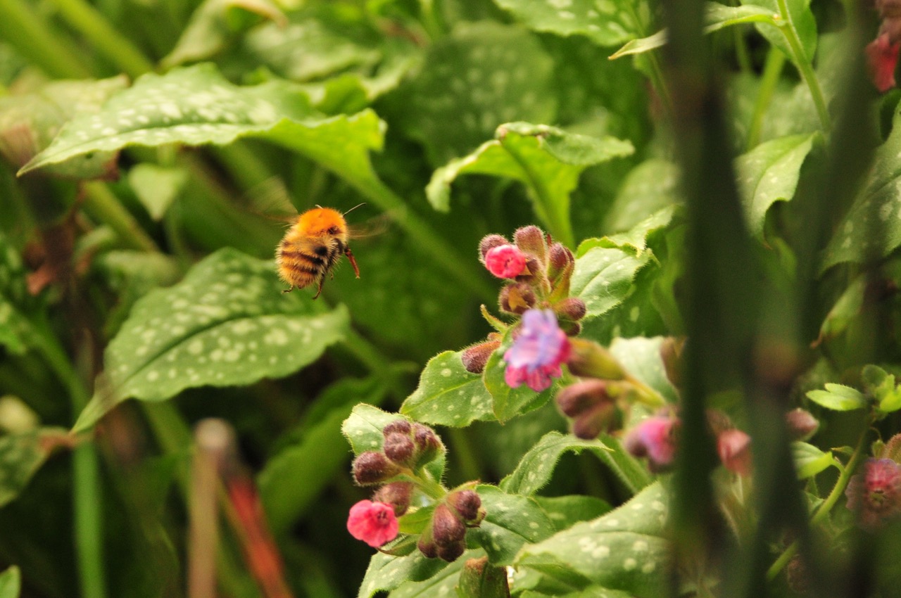 Fwd: bee flying by Roland Geordie			
					</div><!-- .entry-content -->
		
		<footer>
		
		
		
					
					</footer><!-- .entry-meta -->
	</article><!-- #post -->
				
											
				
		
<hr class=